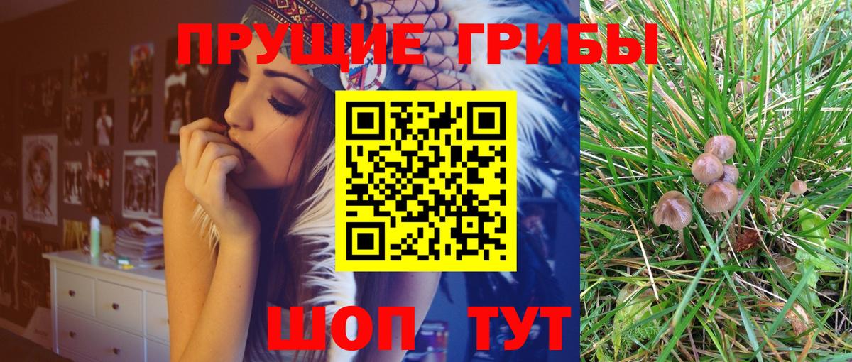 Аша  Галлюциногенные грибы Cubensis  Вход с VPN 